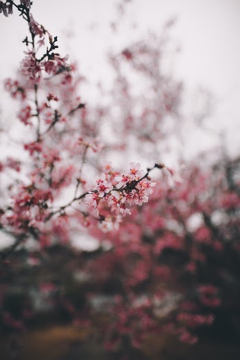 cherry blossoms