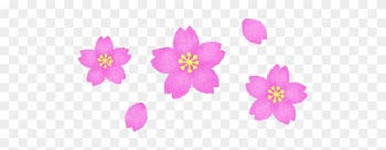Cherry Blossoms - Prickly Rose