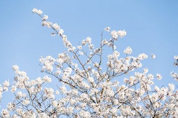 Cherry Blossoms Tree Fills Bottom Of Screen