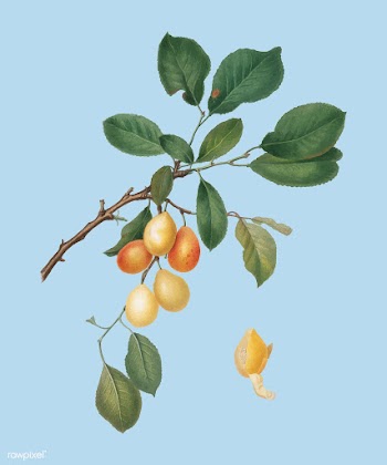 Cherry from Pomona Italiana (1817 - 1839) by .. | Free stock vector - 487831