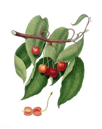 Cherry from Pomona Italiana (1817 - 1839) by .. | Free stock vector - 488156