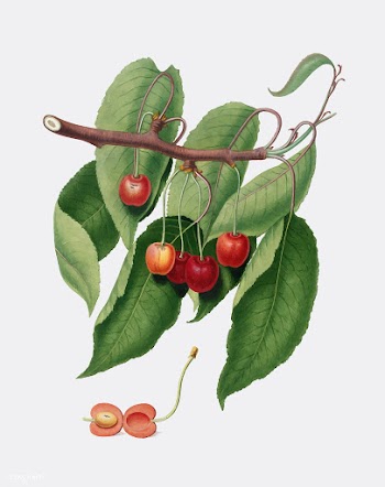 Cherry from Pomona Italiana (1817 - 1839) by .. | Free stock vector - 488201