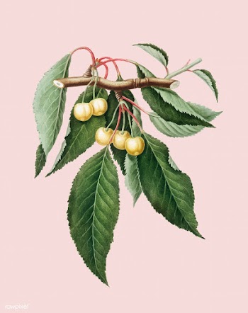 Cherry from Pomona Italiana illustration | Free stock vector - 487881