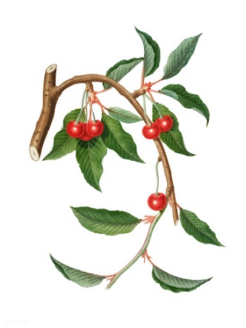 Cherry from Pomona Italiana illustration | Free stock vector - 487883