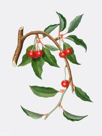 Cherry from Pomona Italiana illustration | Free stock vector - 487985