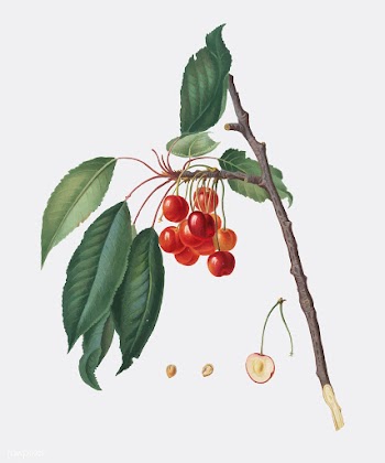 Cherry from Pomona Italiana illustration | Free stock vector - 488088