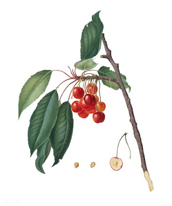 Cherry from Pomona Italiana illustration | Free stock vector - 488112