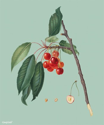 Cherry from Pomona Italiana illustration | Free stock vector - 488150