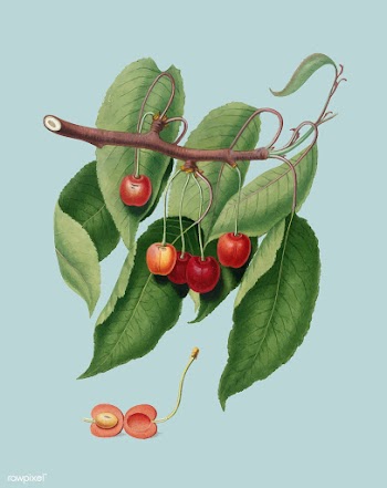 Cherry from Pomona Italiana illustration | Free stock vector - 488218