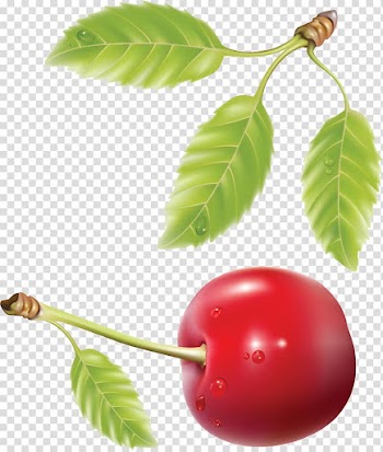 Cherry Fruit , cherry transparent background PNG clipart
