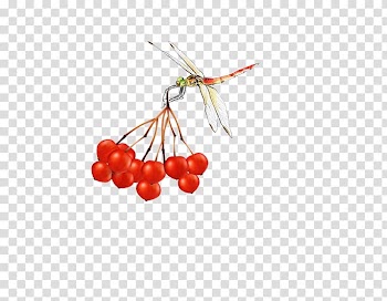 Cherry Fruit, Dragonfly red cherry picking fruit transparent background PNG clipart