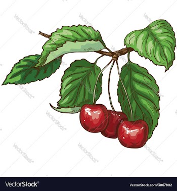  					Cherry on branch vector image														