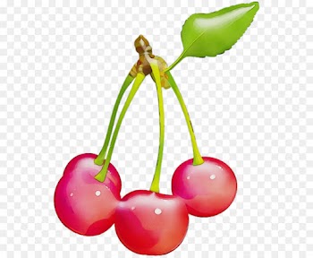 cherry plant pink flower fruit