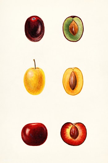 Cherry Plums (Prunus cerasifera var. divaricata) n.d. Original from U... | Free public domain illustration - 2258297
