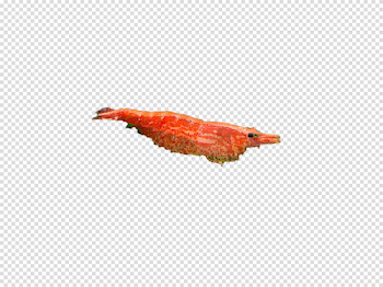 Cherry Shrimp PNG Image Background