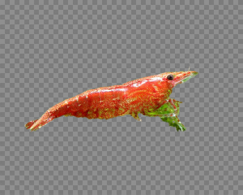Cherry Shrimp Transparent Image