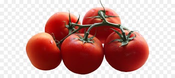 Cherry tomato Branch Shoot Pruning Leaf - Tomatoes Branch PNG Picture 
