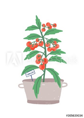 Cherry tomato in pot flat vector illustration