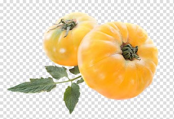 Cherry tomato Vegetable PrimFruits Pineapple, Yellow tomato transparent background PNG clipart