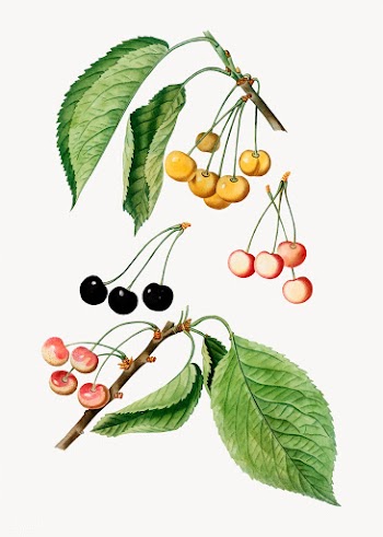 Cherry tree branch | Free stock vector - 568700
