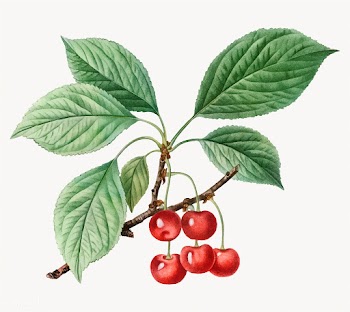 Cherry tree branch | Free stock vector - 568706