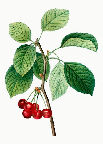 Cherry tree branch | Free stock vector - 568733
