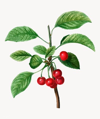 Cherry tree branch | Free stock vector - 568741