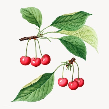 Cherry tree branch | Free stock vector - 568781