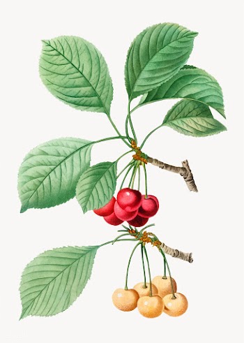 Cherry tree branch | Free stock vector - 568842