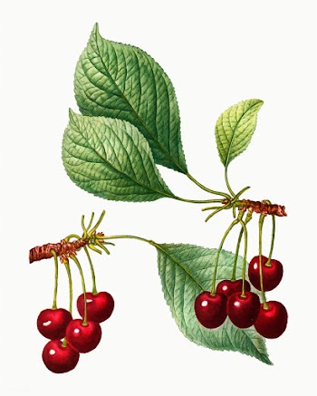 Cherry tree branch | Free stock vector - 568871