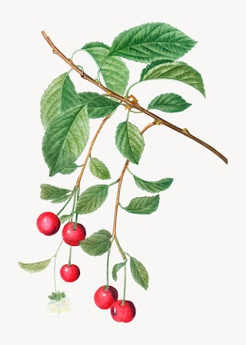 Cherry tree branch | Free stock vector - 568897