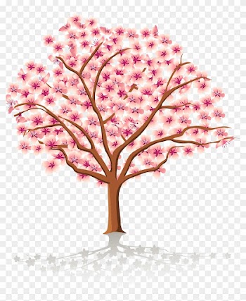 Cherry Tree Stock Images, Royalty Free Images Vectors - Spring Tree Clipart