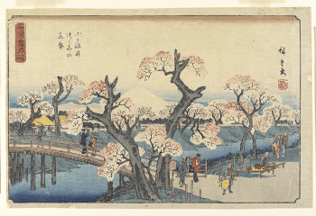 Cherry Trees in Bloom on the Embankment | Free Photo - rawpixel