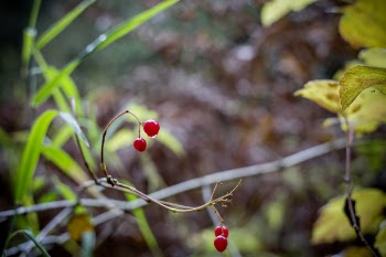 Cherry With No Leaves and Branch