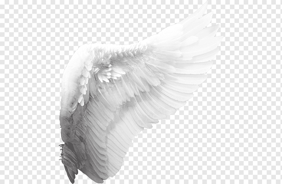 Cherub Angel Wing, angel wings, white wing, monochrome, feather, angel png