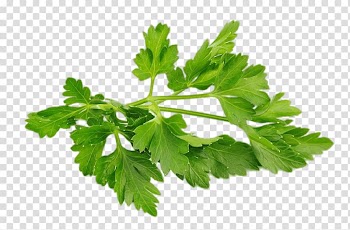 Chervil Parsley Herb Food Vegetable, Herb transparent background PNG clipart