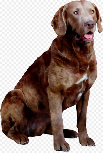 Chesapeake Bay Retriever Labrador Retriever Dog breed Hunting dog Companion dog -  
