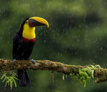 Chesnut-mandibled Toucan