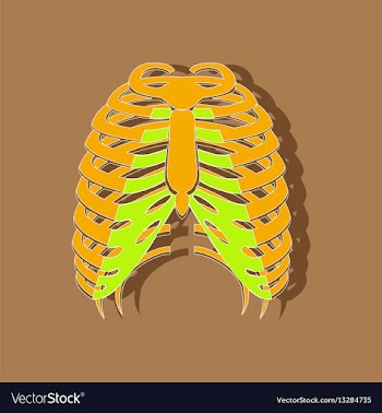 Chest thorax paper sticker on stylish background vector image