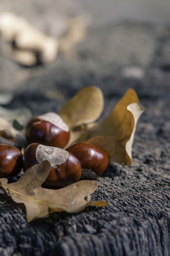 Chestnut autumn | Free Photo - rawpixel