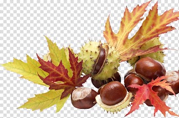Chestnut Food Auglis , honeysuckle transparent background PNG clipart