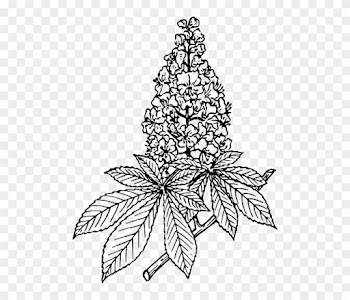 Chestnut, Nature, Plant, Tree, Branch, Leaf, Biology - Horse Chestnut