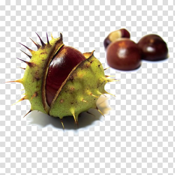 Chestnut PNG Free Download