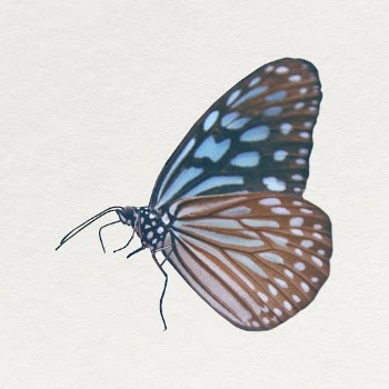 Chestnut Tiger butterfly clipart, aesthetic | Free Photo - rawpixel