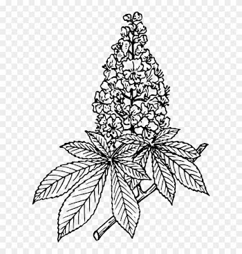 Chestnut Tree Leaf Coloring Pages - Horse Chestnut