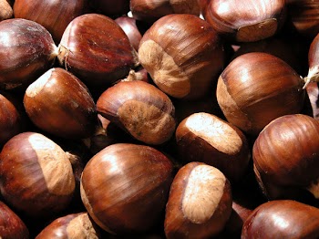 chestnutCN9631.jpg