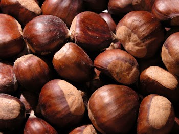 chestnutCN9633.jpg