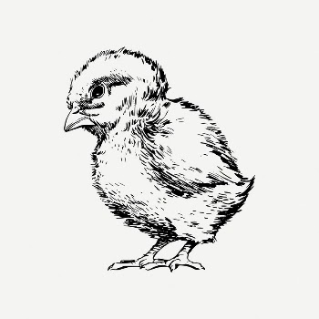 Chick clipart, vintage animal illustration | Free PSD Illustration - rawpixel