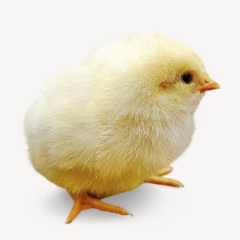 Chick isolated on white, real | Free PSD - rawpixel