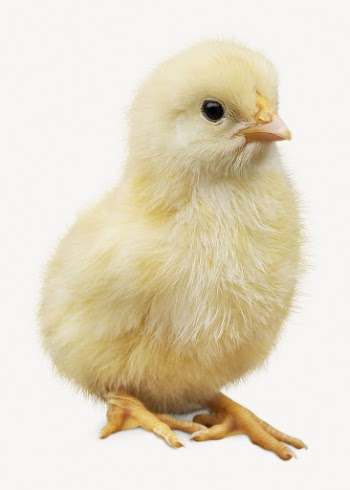 Chick isolated on white, real | Free PSD - rawpixel